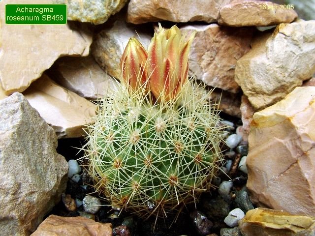 Acharagma roseanum _SB459_ 01